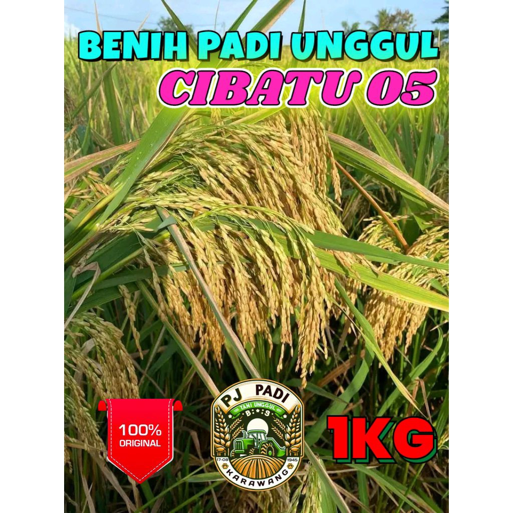 BENIH PADI UNGGUL BERKUALITAS CIBATU 05 KEMASAN 1KG