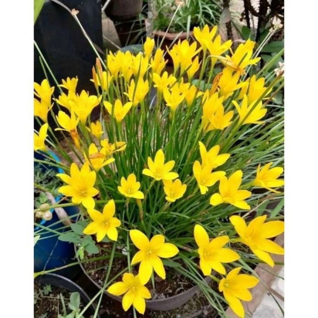 Tanaman hias lili hujan/lili rain-lili hujan bunga kuning siap berbunga