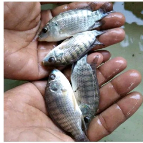 Bibit ikan nila hitam paket 50ekor
