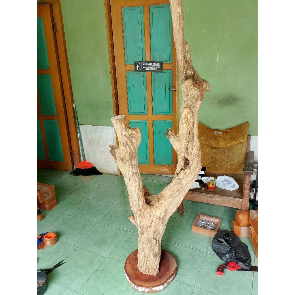 media tempel anggrek/bonggol kayu kopi T:150cm +tatakan bulat
