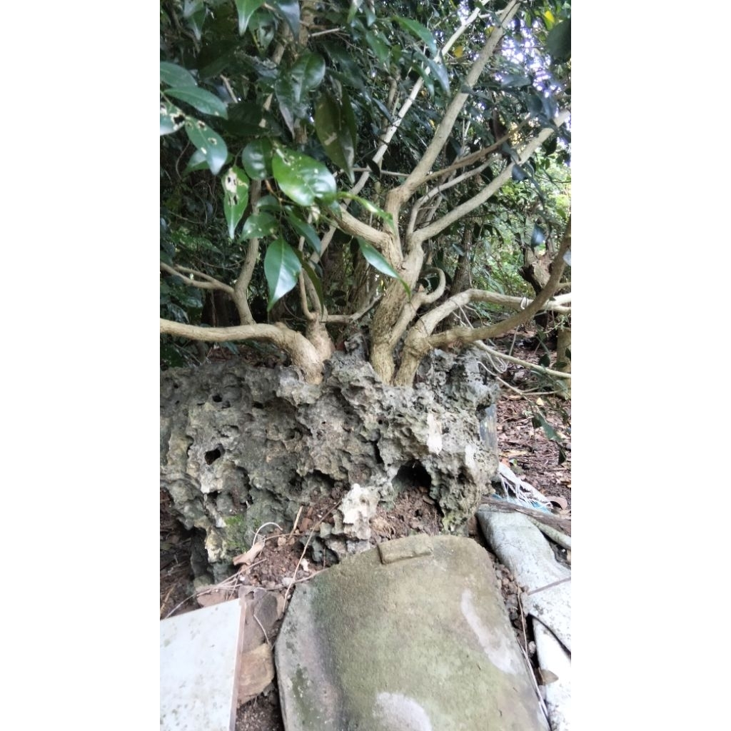 bahan bonsai kemuning jepang otr