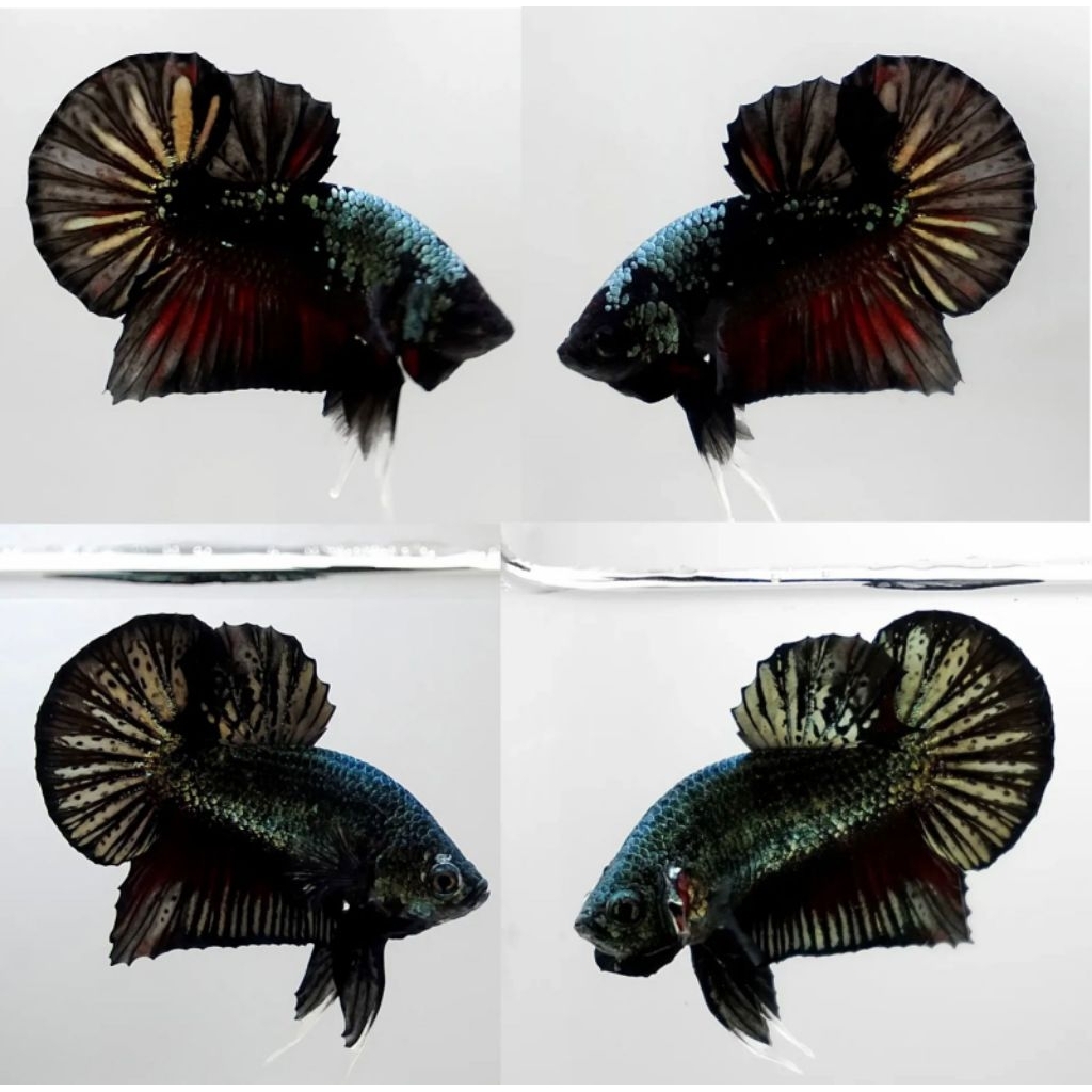 Paket Ikan Cupang Hias Isi 10 Ekor Besgel Cooper Sehat Dan Bagus