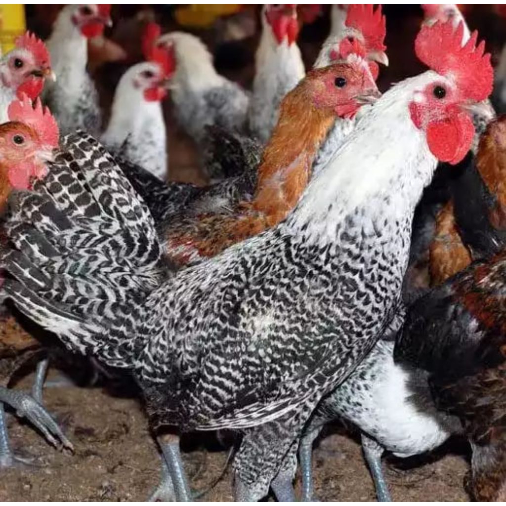 Pasti Tetas Telur fertil ayam Arab