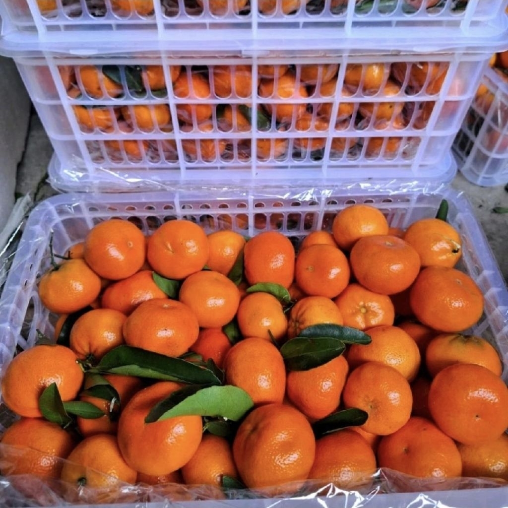 Jeruk Mandarin afourer import RRC manis segar / keranjang -+6 kg