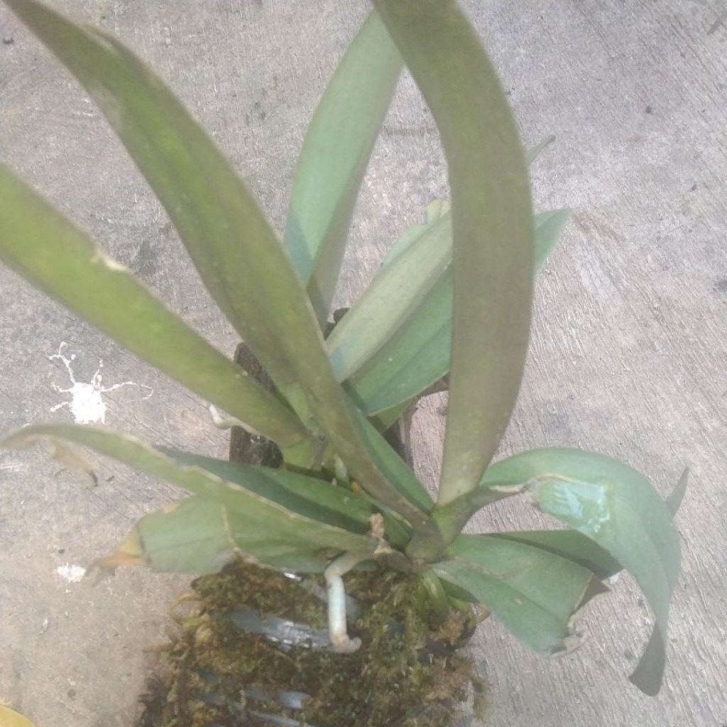 Anggrek bulan doritis lidah merah