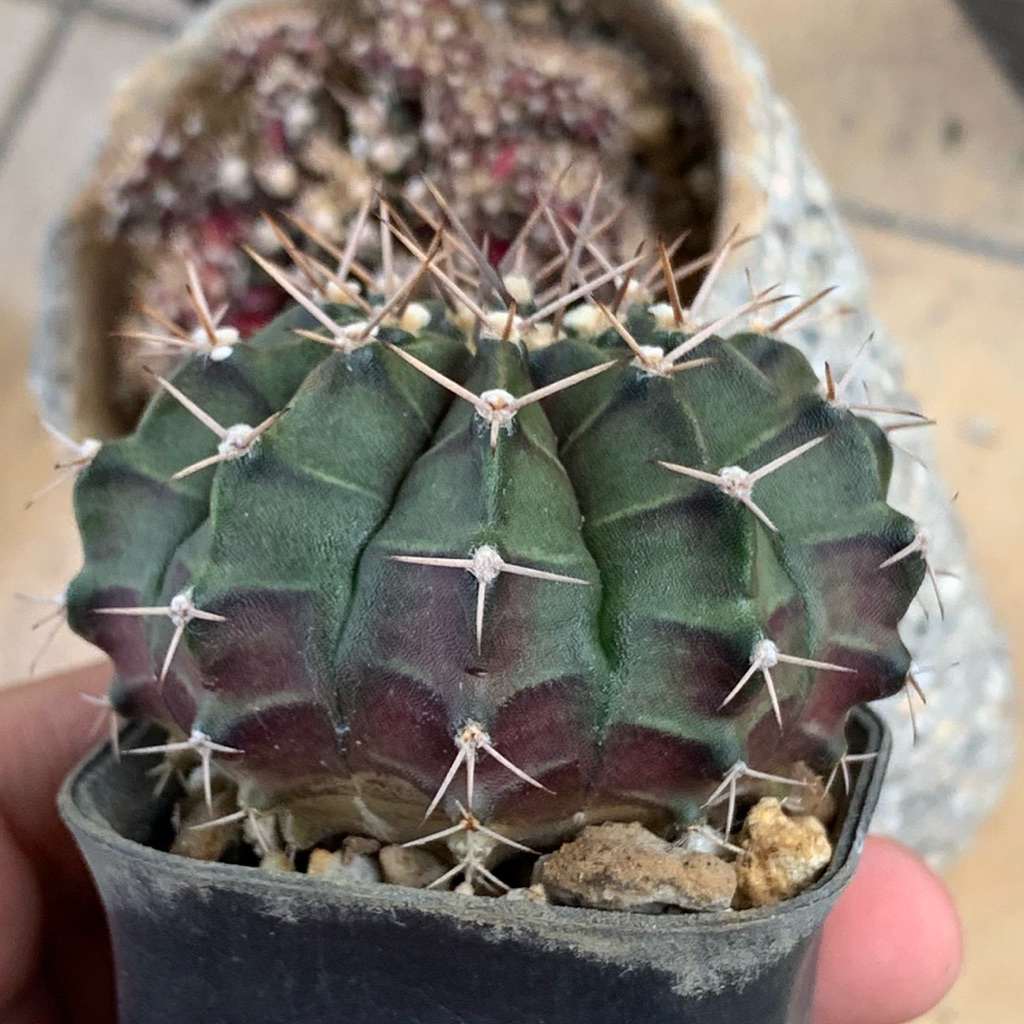 DP11 Gymno purple dream seedling hybrid  kaktus gymnocalycium day dream tanaman hidup hias gurun mih