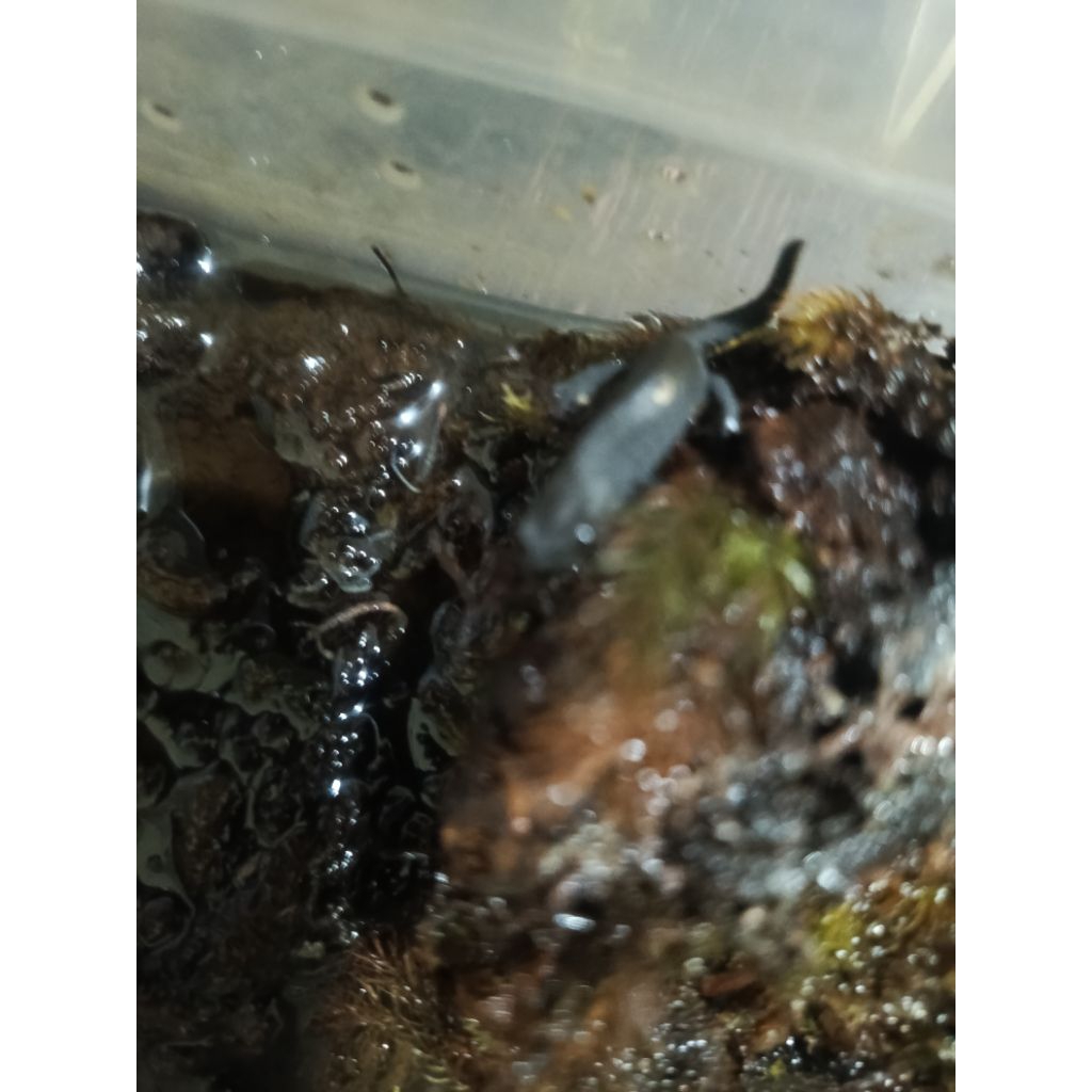 Hiasan Salamander red Belly