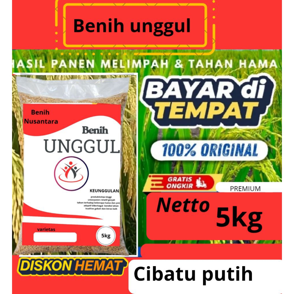 benih padi unggul Cibatu putih 5kg.