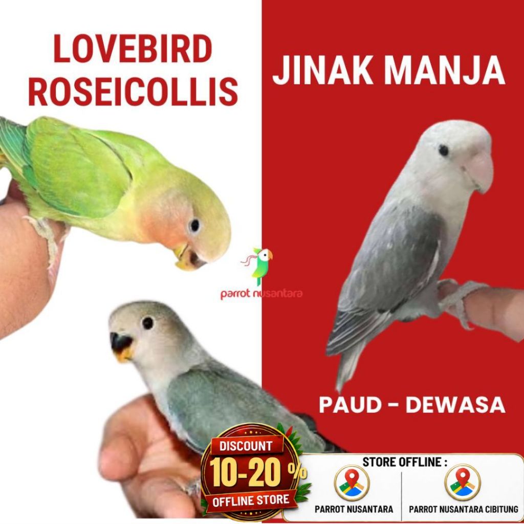 burung lovebird non klep semi mandiri