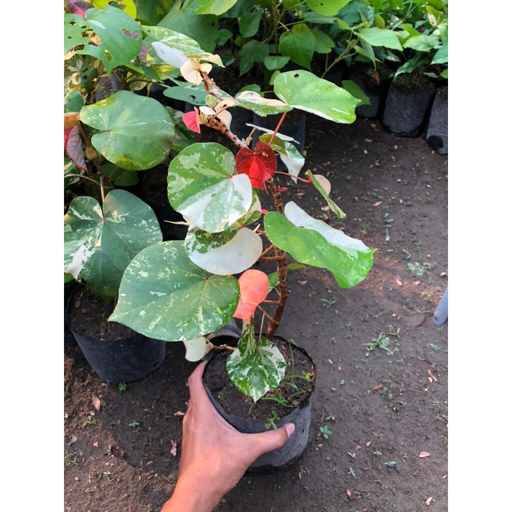 Tanaman Waru Varigata Pohon Waru