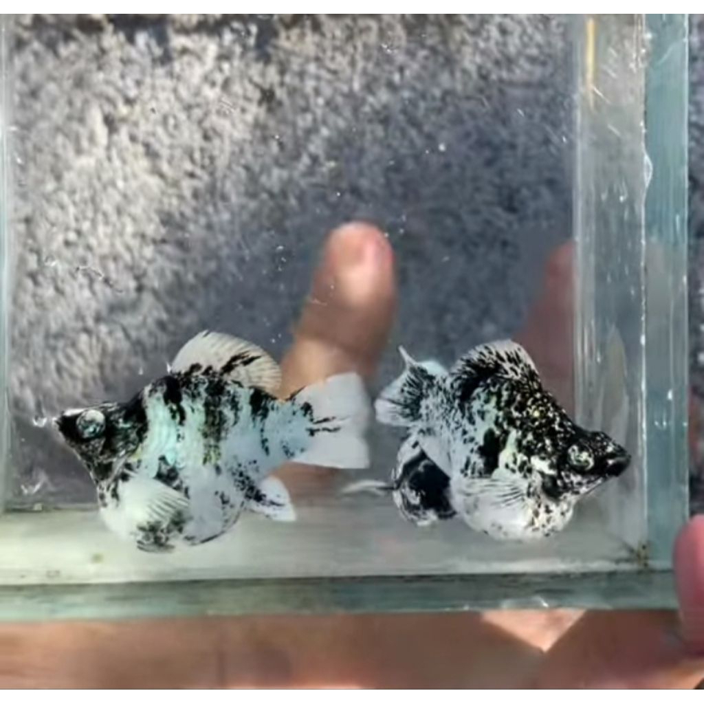 molly balon zebra rountail