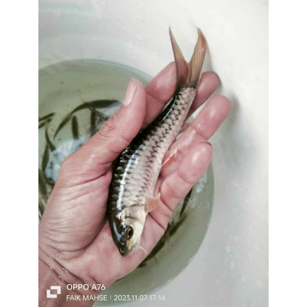 Mahseer/Dewa uk 12_15 cm