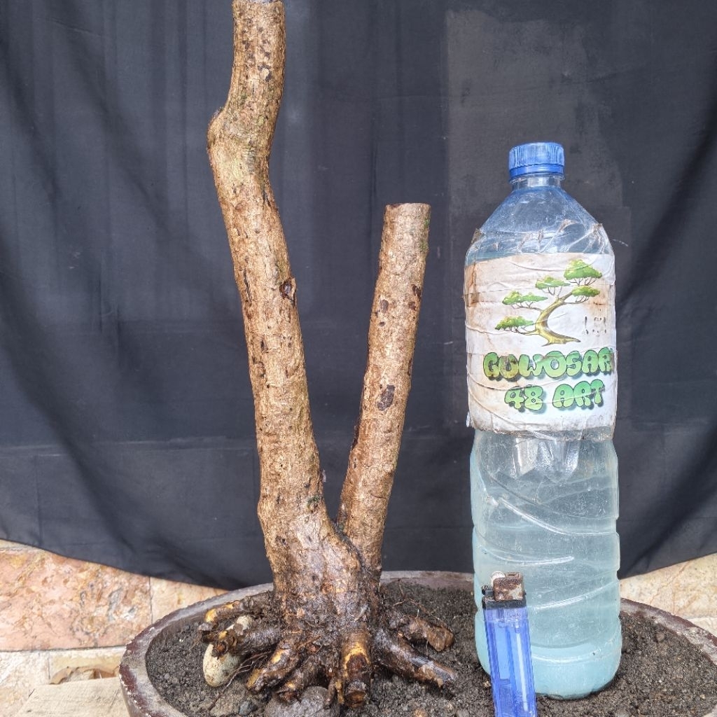 Bahan Bonsai Hokianti Import Bunga Batang Twin Medium Size Real Pict