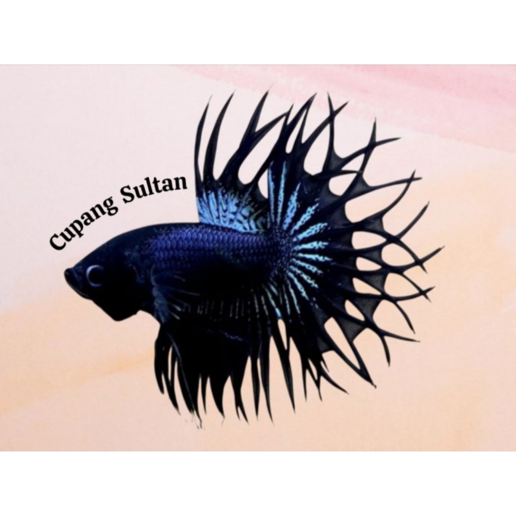 CT Black Orchid + Crowntail Black Orchid