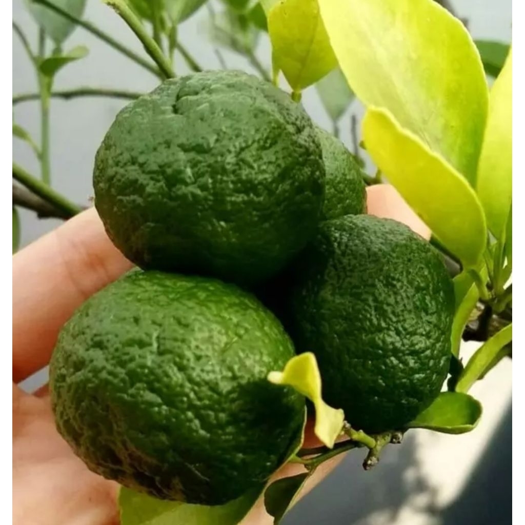 Jeruk Purut Segar Pilihan / Daun & Buah Jeruk Purut Organik Per 250gr | 1kg