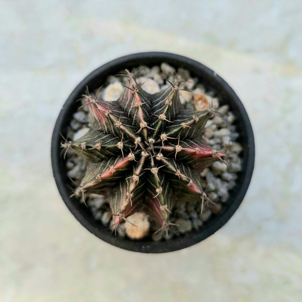 Kaktus LB Hybrid Variegata