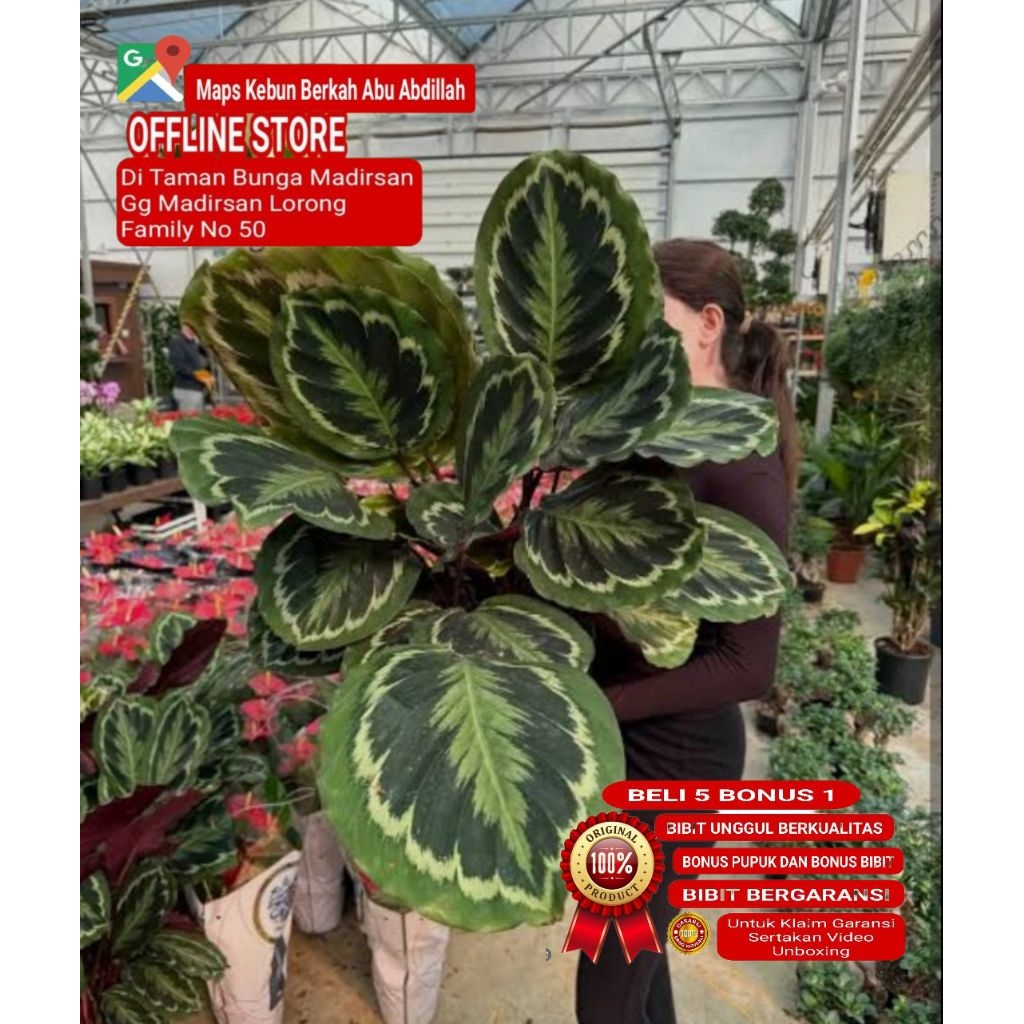 CALATHEA MEDALION IMPORT