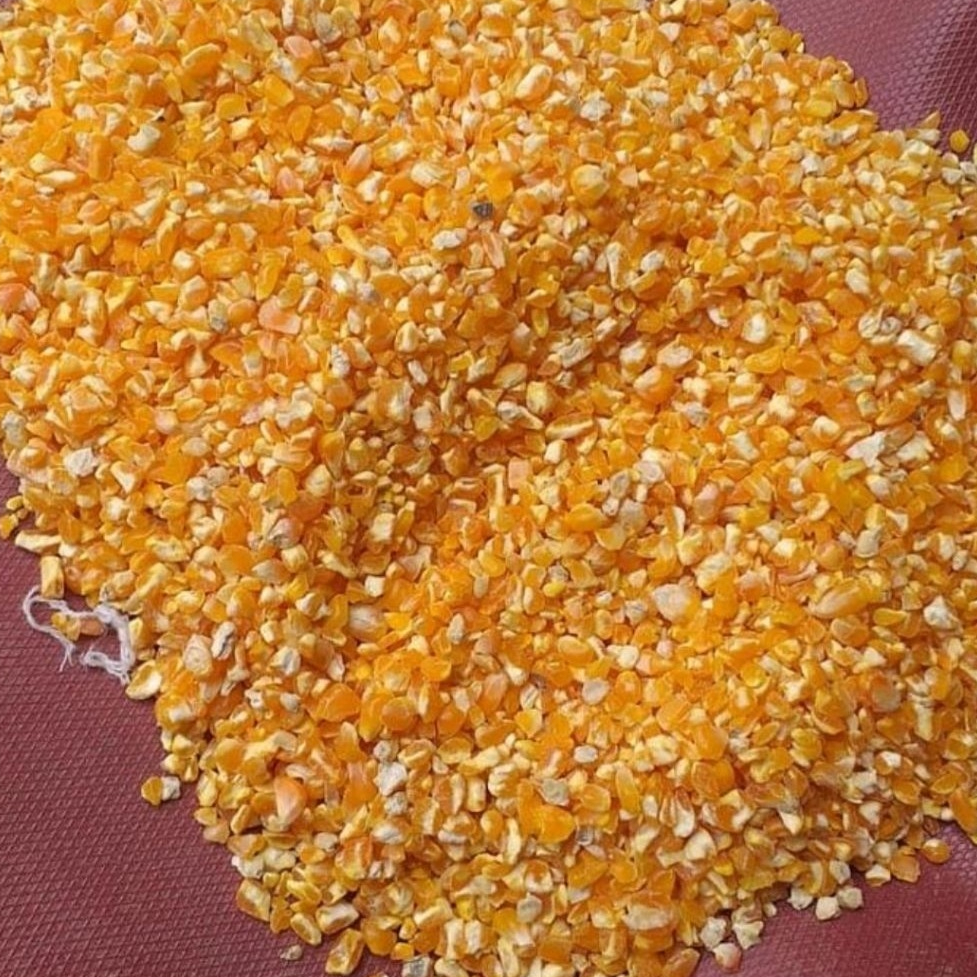 Jagung pecah untuk pakan ayam Bangkok Petelur Pedaging Kampung Aduan Broiler dan unggas (250gr - 500