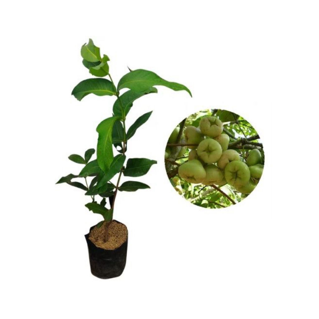 Bibit Jambu Air. Jambu Camplong. Jambu putih