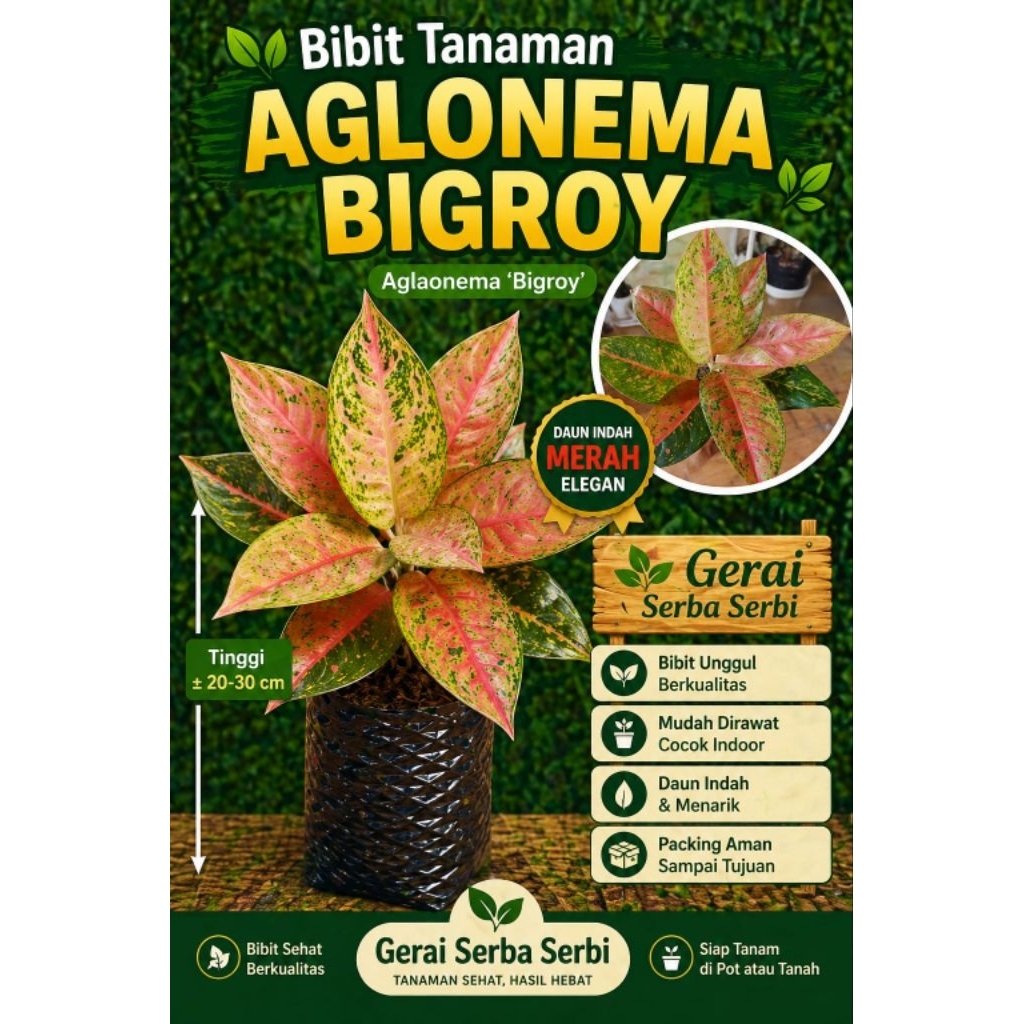 Aglonema Big Roy Super Cantik | Daun Besar Merah Hijau Eksotis | Tanaman Hias Premium