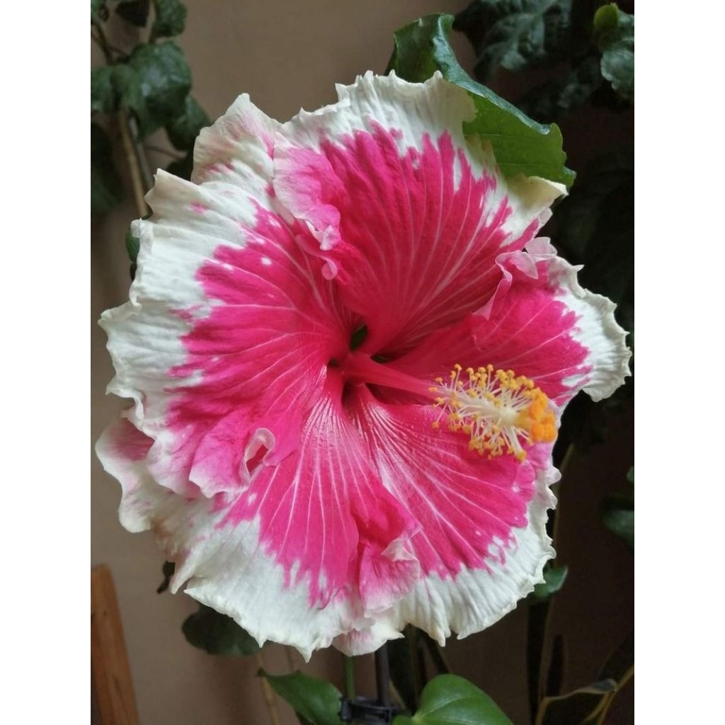 Tanaman Hias Bunga Hibiscus Tanaman Hias Kembang sepatu dengan Warna bunga yg Menarik