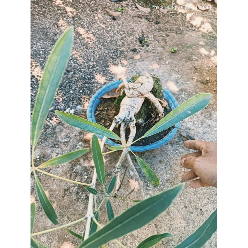 BONSAI TABEBUYA KUNING, GAMBAR VIDEO REAL
