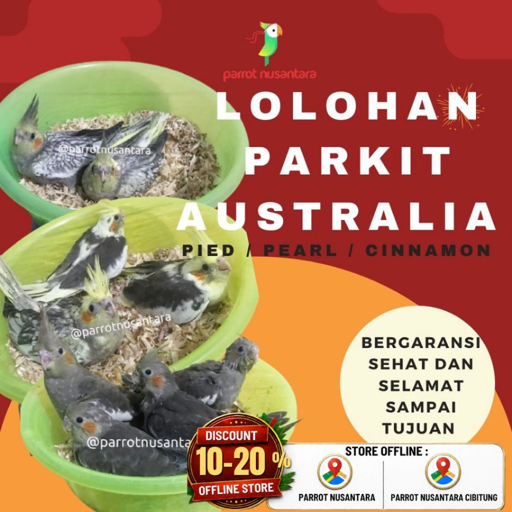 Anakan parkit Australia falk cockatiel lolohan pied pearl cinnamon grey murah