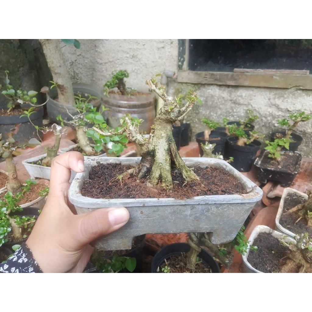 waru taiwan
