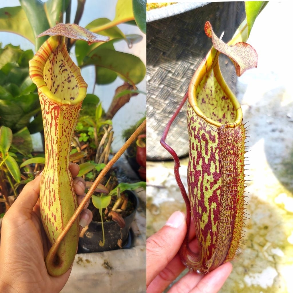 Nepenthes Hybrid (Boschiana x Clipeata) x (gymnamphora x minima)
