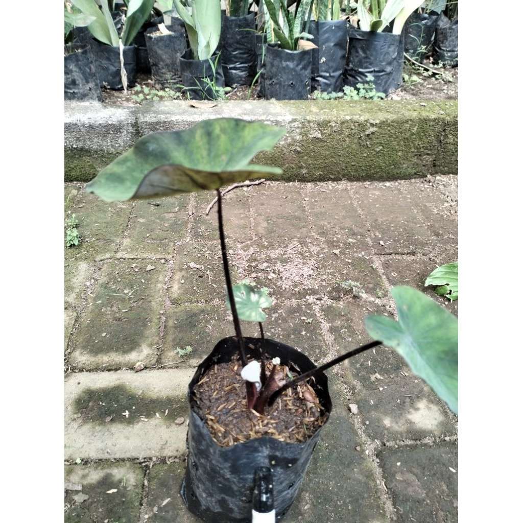 Colocasia Blue Hawai Black Marble