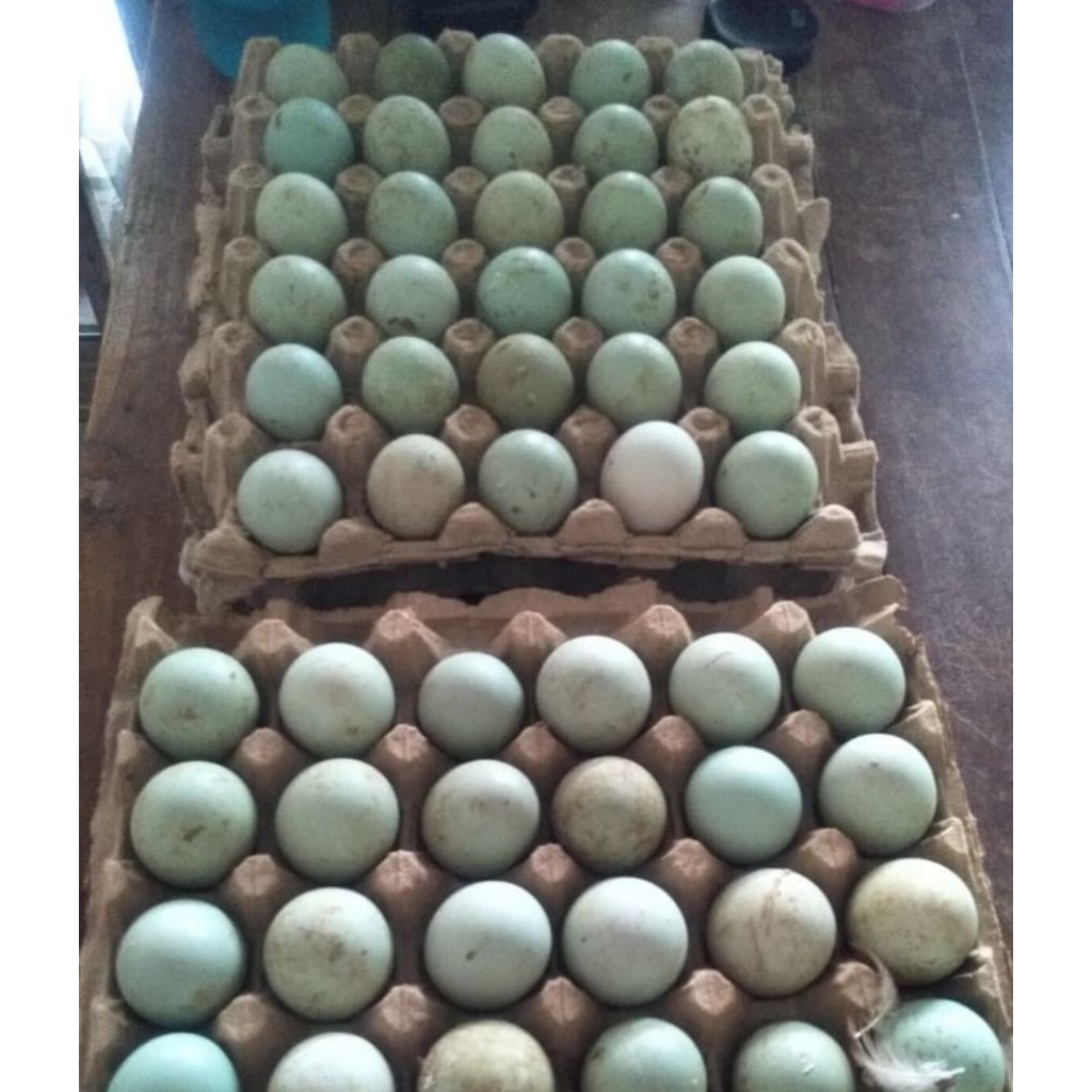 telur bebek omega