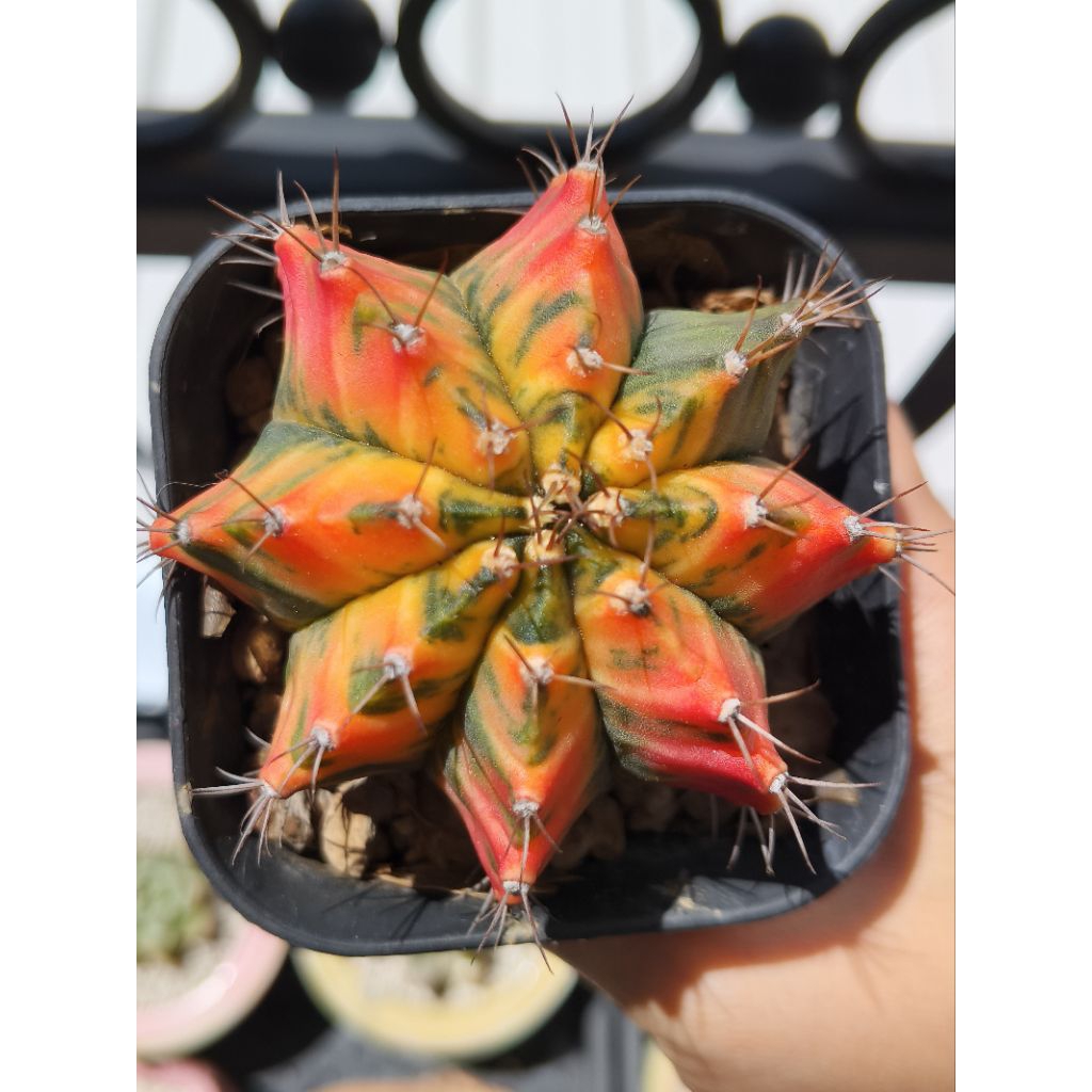 Kaktus Gymno Miha Orange