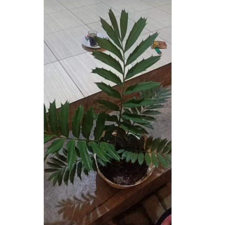 Tanaman Purba Encephalartos Ferox size besar