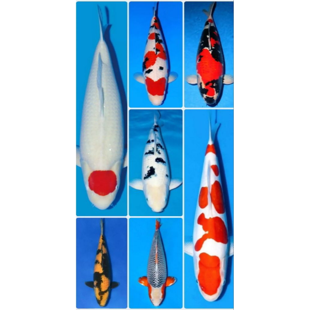 Koi Warna Uk 20cm