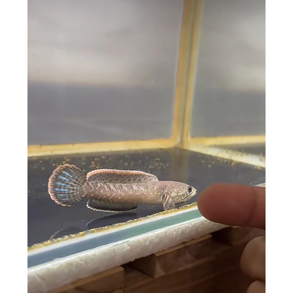 limbata single tank bermental