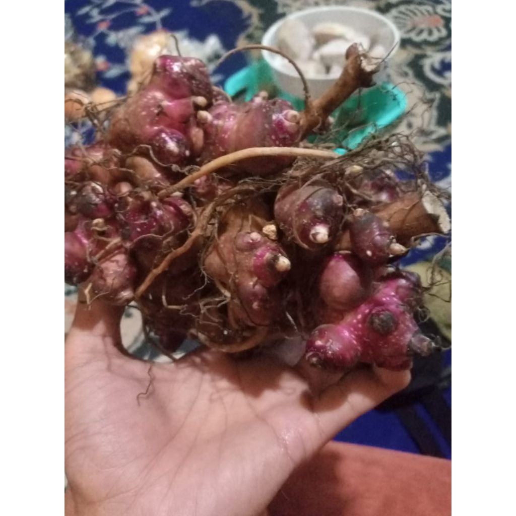 bibit umbi yakon asli dieng