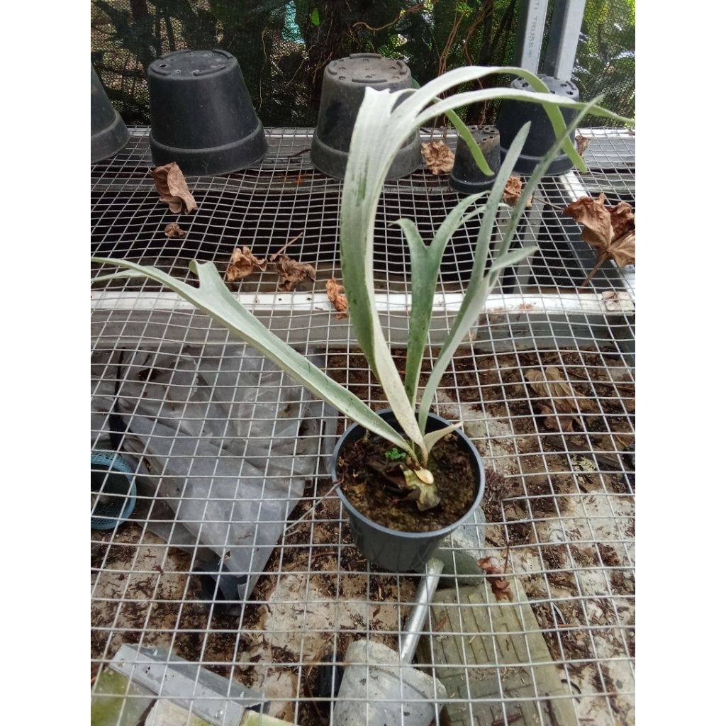 platycerium blue vetchii