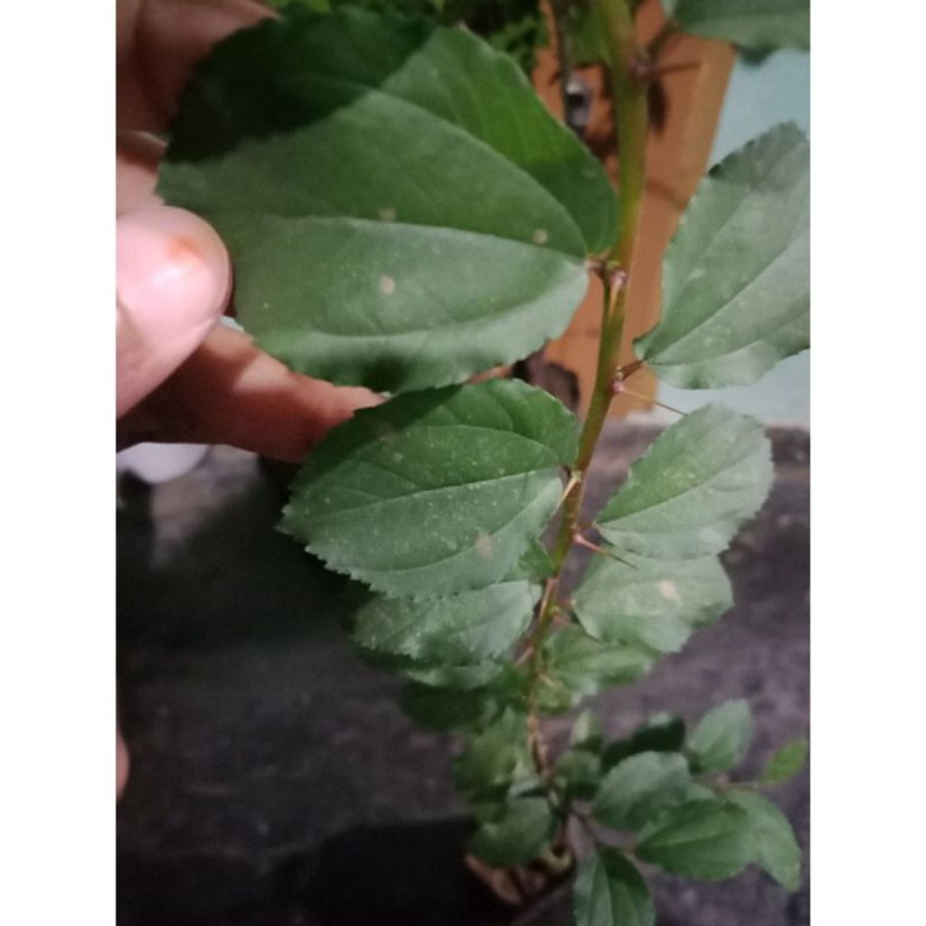 bibit pohon bidara arab asli bergaransi