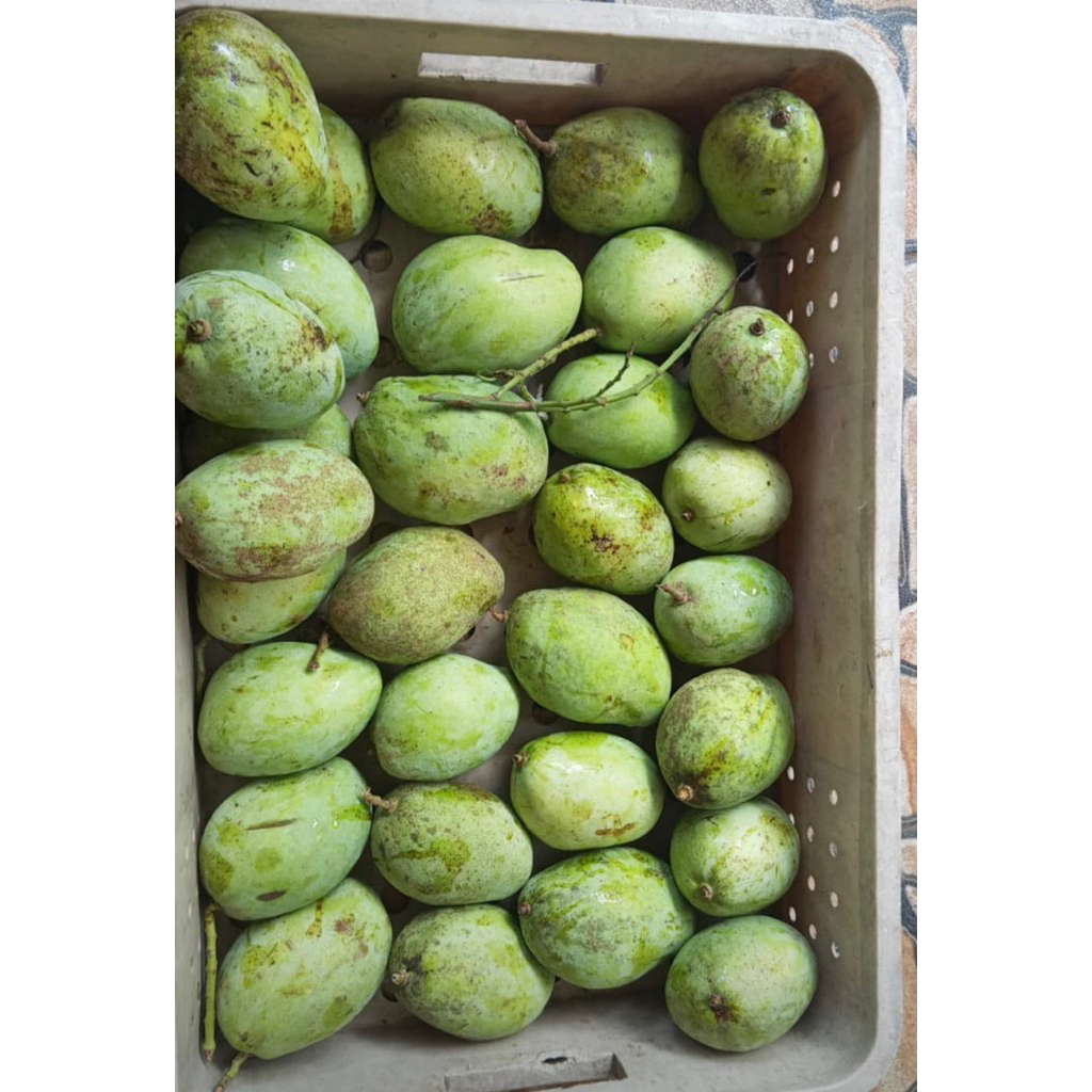 Mangga Indramayu Rujak 1kg – Mengkel, Renyah & Segar