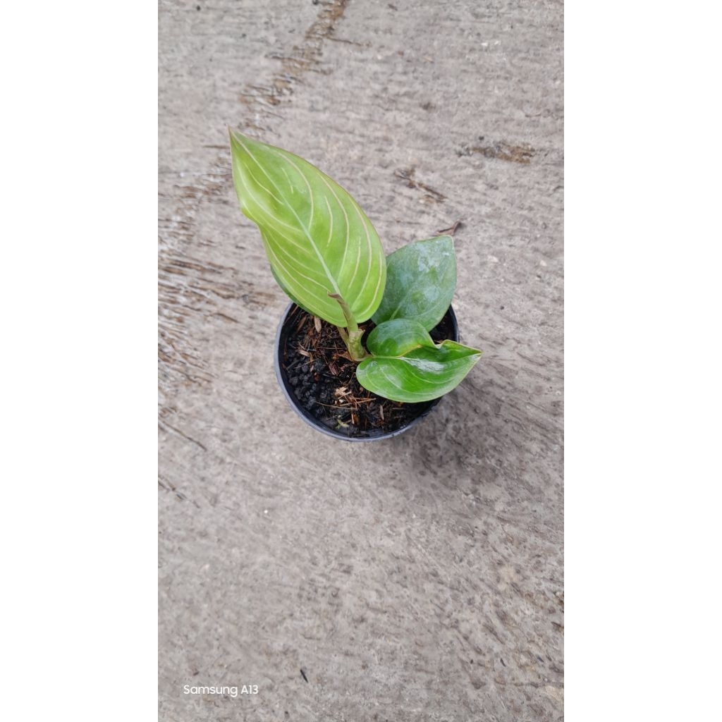 Aglonema Asri Variant Black (Size Baby) (6)