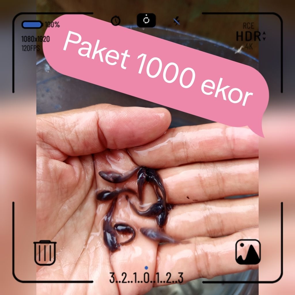 paket bibit lele 1000 ekor ukuran 2-3 cm