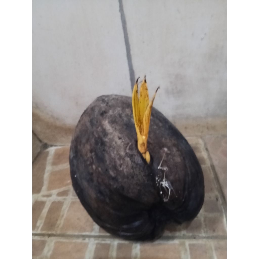 kelapa gading tua cocok untuk di buat bibit 1 buah
