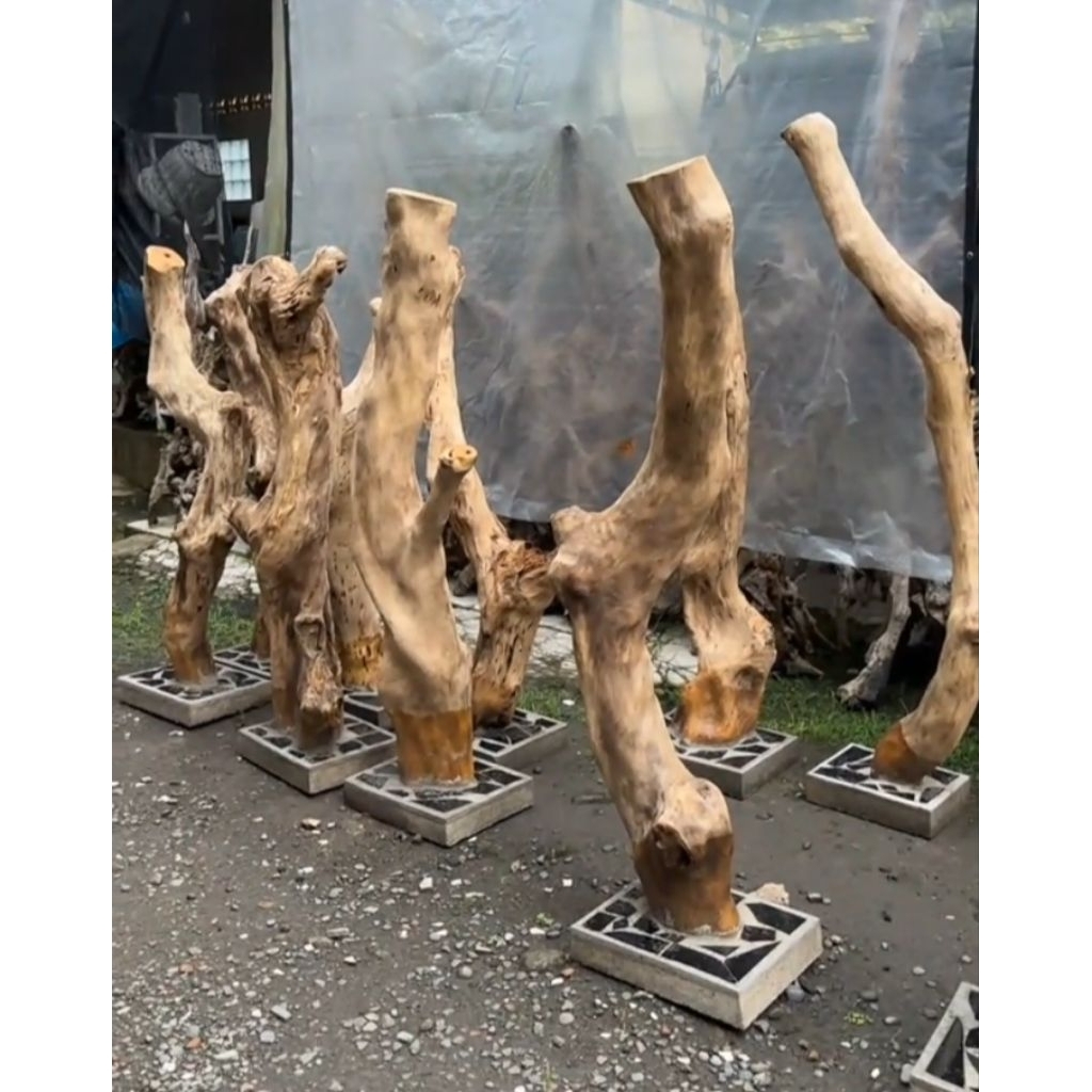 Bonggol kayu kopi/tinggi 150cm+tatakan kayu bulat/media tanam anggrek