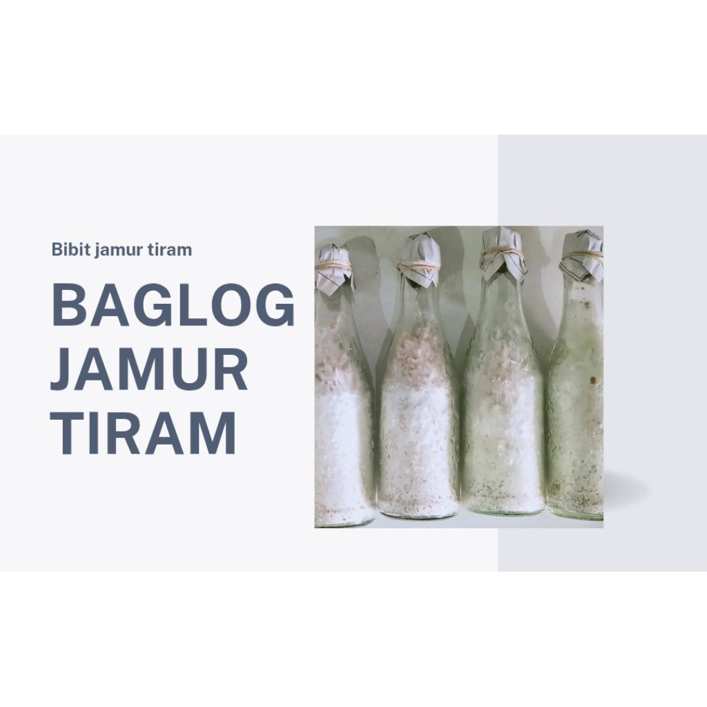 BAGLOG BIBIT JAMUR TIRAM PUTIH