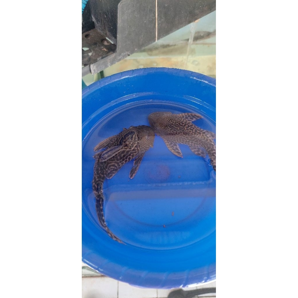 ikan spuspu SB unik langka