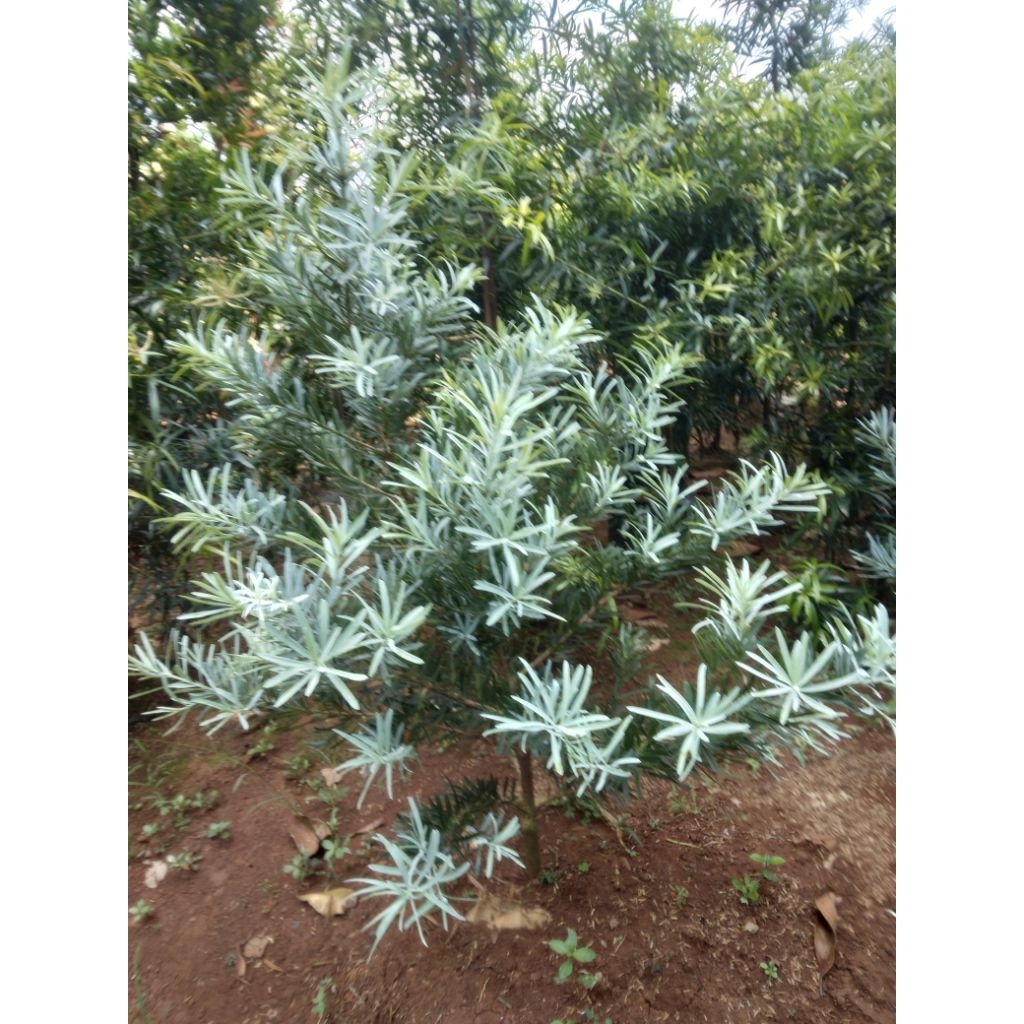 tanaman pelindung lohansung blue ice  pohon bonsai lohansung blue ice