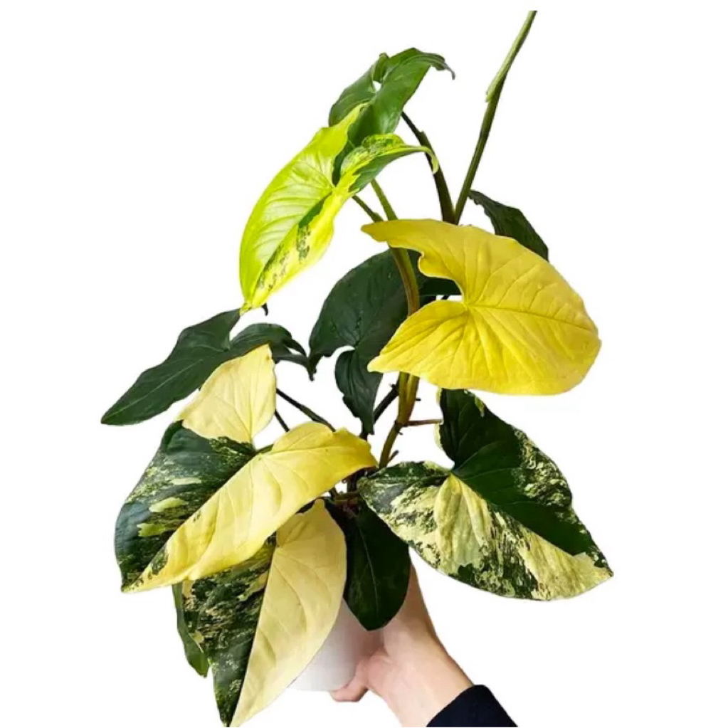 Syngonium yellow var