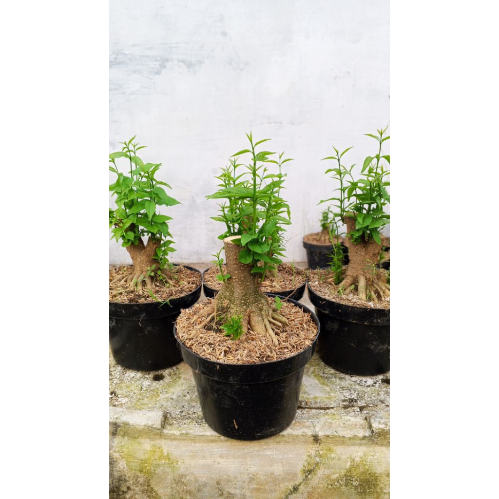 link co bonggol Anput paketan