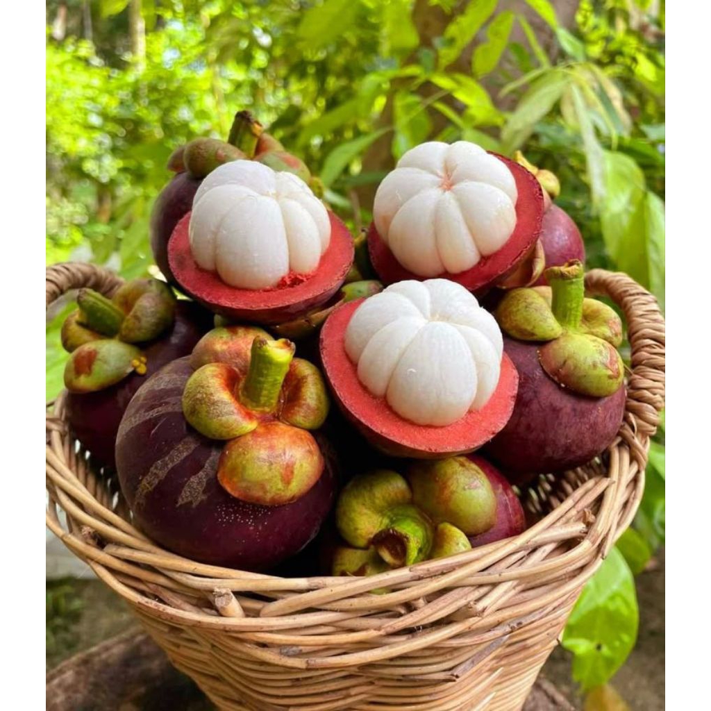 Bibit Buah Manggis (Cangkok)Siap Tanam Beli 4 gratis 1
