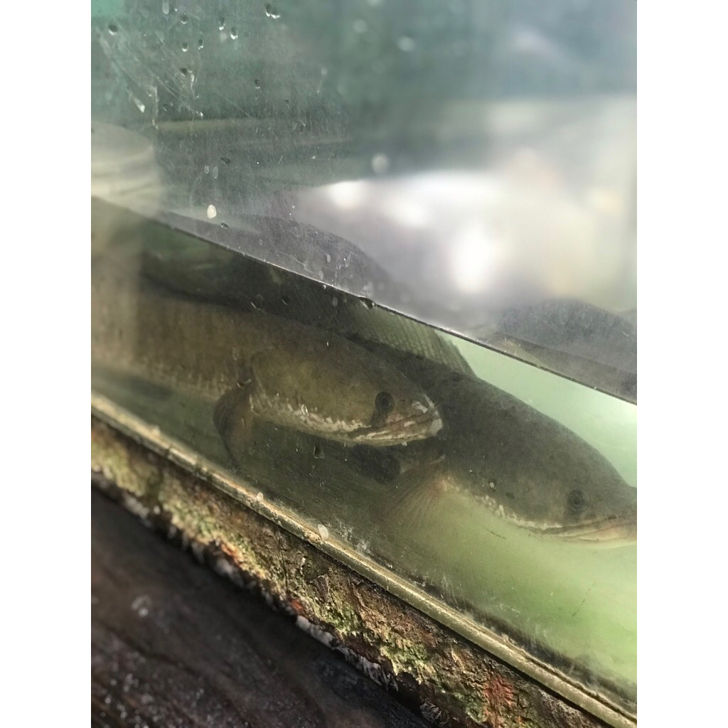 Ikan gabus hidup per 1/2 - 1kg / Kirim instan ikan gabus segar